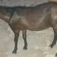 بز نر