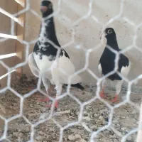 جوجه یهودی