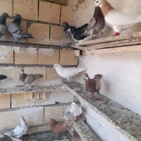 پرشی|پرنده|تاکستان, |دیوار