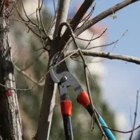 هرس  درختان. وسم پاشی وکود دهی باغچه وحیاط
