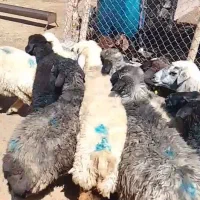 میش