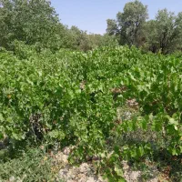 فروش-باغ-انگور-مزلقان