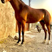 مادیان ترکمن ۳سال