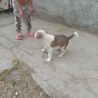 پاکوتاه