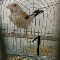 سه عدد جوجه سهره کال