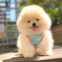 توله پامر خرسی