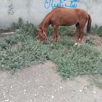 یک راس اسب ۳سال نریان