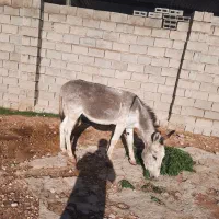 الاغ