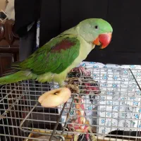 جوجه شاه طوطی اسکندر