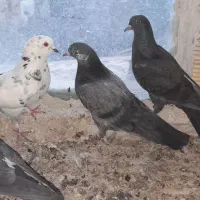 کبوتر|پرنده|نجف‌آباد, جلال آباد|دیوار