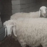 بره مری نر