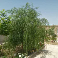 باغ استخر داخل