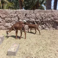 یه بزکره جوان سرحال بخور