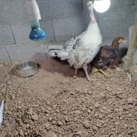 جوجه بوقلمون و جوجه خروس لاری
