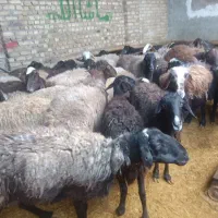 25 راس گوسفند چاق و چله