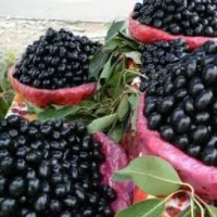جمبو تازه درجه یک بدون زخم