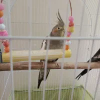 یک جفت عروس هلندی