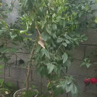 تعدادی گل  ،پالم لاتاری،گل کاغذی یاسی،اکوبا ،ویاس