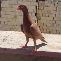 دنش سرخ جوجه نروماده