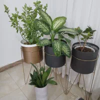 ۶ عدد گل و گلدان