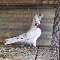 کفتر  کبوتر    مهر خورده