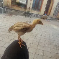 جوجه لاری