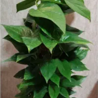 عطر گلهای سادات