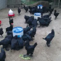 فروش خروس مشکی پا پر نژاد مرندی اصیل