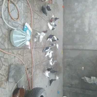 کبوتر  رنگه