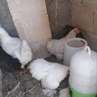 مرغ و خروس کوشین