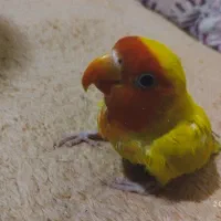 کوتوله برزیلی گم شده‌