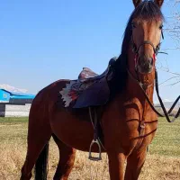 اسب سیلمی سلیم خان کره اراج بیک نوه گنبد