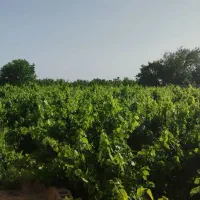 فروش باغ سرحال و پر بار انگور 12 من