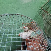 سه تا دونه پنچ نرو ماده