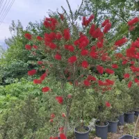 فروش انواع گل و گیاه ، درختان فانتزیی