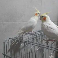 عروس هلندی لوتینو جفت