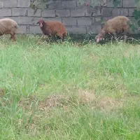 گوسفند بره و میش