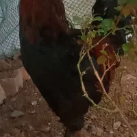 خروس سیاه