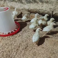 جوجه گوشتی