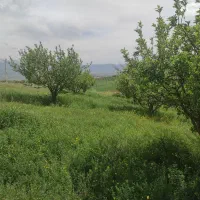 باغ-اهر-پسته-بگ-2350متر