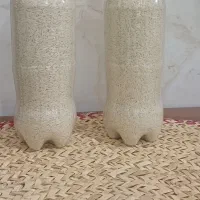 برنج محلی دم سیاه اقتصادی