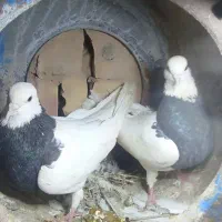 کبوتر معاوضه با مرغ خروس