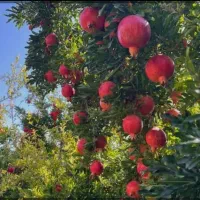 فروش باغ اناری ۳ ساله  متری ۲ میلیون نیم