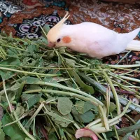 جوجه عروس هلندی