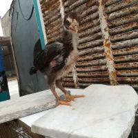 جوجه لاری