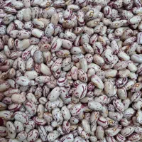 لوبیا چیتی ارگانیک درشت خوش پخت و خوش طعم