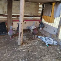 کبوتر