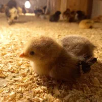 جوجه مرغ گلپایگانی