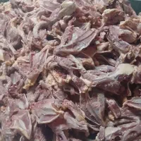 اسکلت ران مرغ و مرغ تلفاتی
