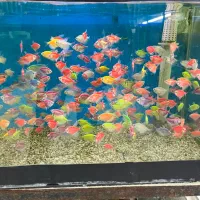 کالروید سایز ۵ سانت